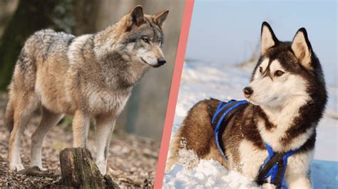Are Huskies Wolves Are They Descendants Husky Vs Wolf