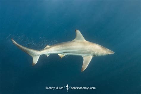 Spinner Shark Carcharhinus Brevipinna