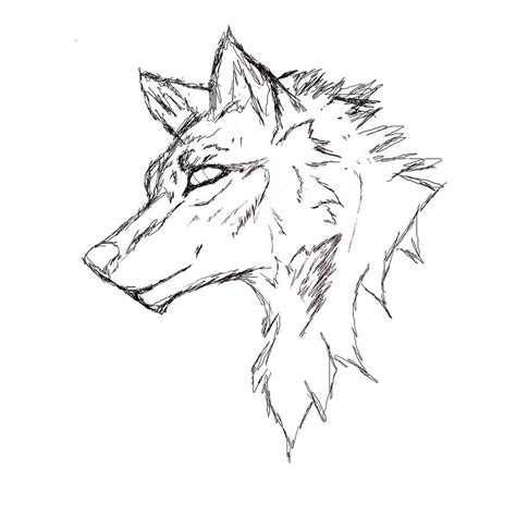 Rough Wolf Sketch By Wolf Aramus On Deviantart