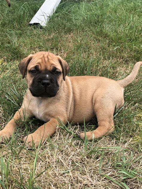 ✓ free for commercial use ✓ high quality images. Bullmastiff Puppies For Sale | East Bridgewater, MA #306920