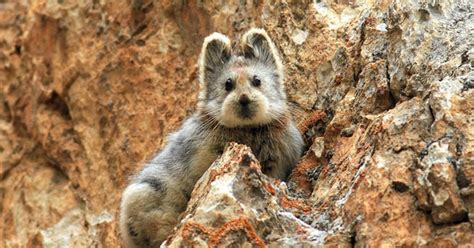 Natureza Pika De Ili Mamífero Fofinho Raro é Redescoberto Em