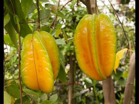 Star Fruit Yellow Leaves Twin Fruit