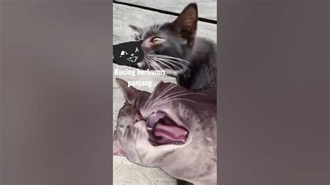 Kucing Berkumis Panjang Kaltim Shortsyoutube Youtube