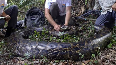 See The Largest Burmese Python Ever Captured In Florida Cnet