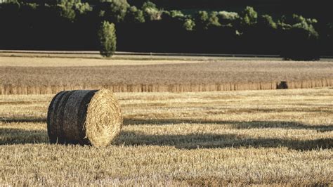 Free Images Hay Straw Field Agriculture Harvest Plant Farm