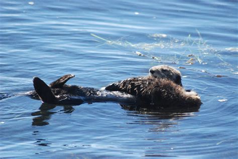 Morro Bay Sea Otter Morro Bay Sea Otter Otters Marine Mammals