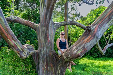 Road To Hana Rainbow Eucalyptus Trees Stop 3 Photos Jeffsetter Travel