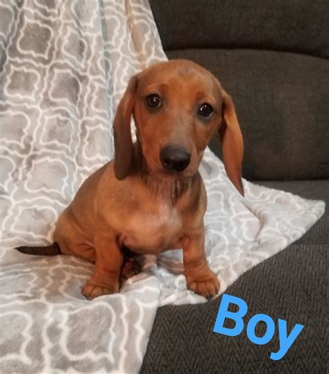 The cost to buy a mini dachshund varies greatly and depends on many factors such as the breeders' location, reputation, litter size, lineage of the puppy, breed popularity (supply and demand), training, socialization efforts, breed lines and much more. Dachshund Puppies For Sale | Phoenix, AZ #324911 | Petzlover