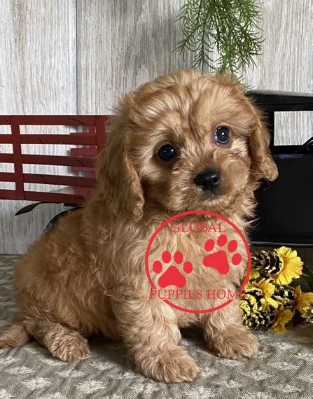 Find the perfect cavapoo puppy for sale. Cavapoo Puppy For Sale - Puppy Adoption - Global Puppies Home