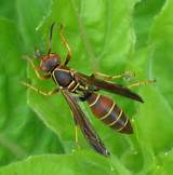 Brown Wasp Images