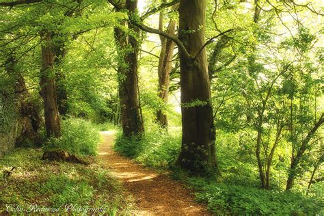 Woodland Path 1 Colin Redmond Flickr