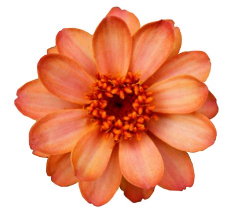 Flower Orange Blossom Clip Art Flower Png Download 500452 Free