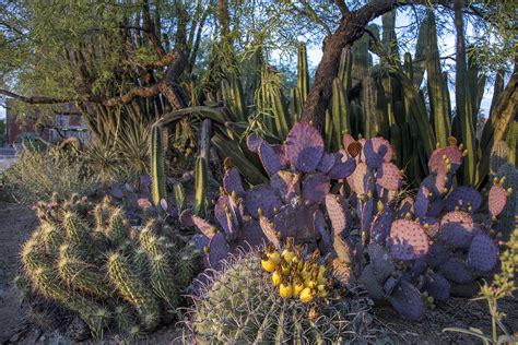 Ua Campus Arboretum Tucson Attractions