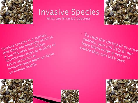 Ppt Invasiveexotic Species Powerpoint Presentation Free Download