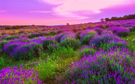 Nature Landscape Spring Meadow With Purple Flowers Sky Clouds