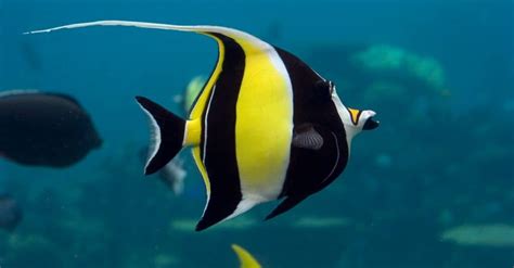 5 Finding Nemo Fish Species In Real Life A Z Animals