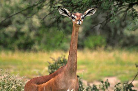 Weird and Wonderful #1 the Gerenuk Nomad Africa Adventure Tours