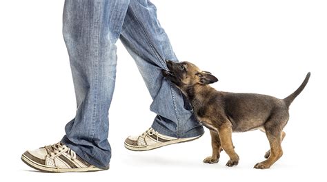 If he keeps biting, then walk away from your puppy and only restore attention when he is behaving properly.3 x research source. Ouch, My Puppy is Biting Me! The Importance of Attending ...