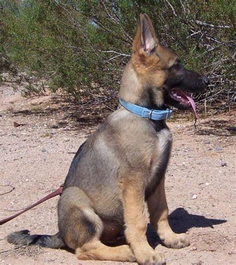 How To Choose A German Shepherd Puppy Important Things To Consider