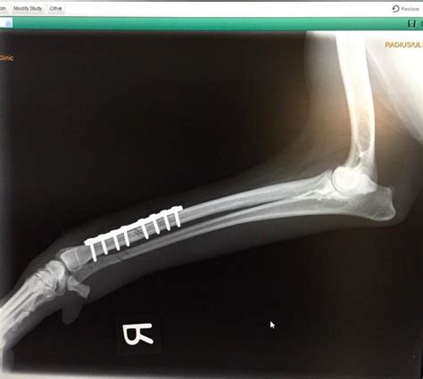 About A Dog And His Broken Leg How It Was Fixed With Orthopedic