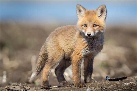 Cautiously Curious Fox Kit Baby Animal Photography Art Robswildlife