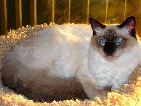 Balinese Cats Animals Interesting Facts And Latest Pictures The Wildlife