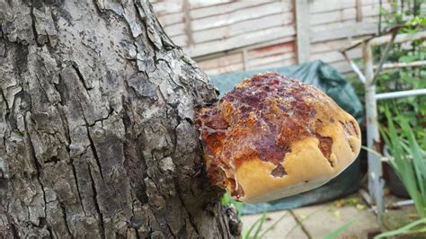 Huge Fungus Appeared On Very Old Apple Tree — Bbc Gardeners World Magazine