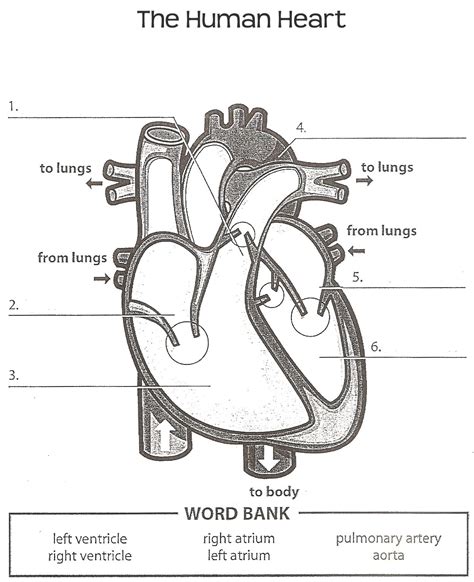 Human Heart Drawing Labeled Vivien Mccarty