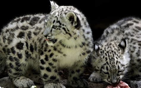 Leopardo De Las Nieves Alimentacion El Leopardo De Las Nieves Esta En