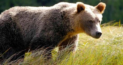 Lets Save Southwestern Bc Grizzly Bears Coast To Cascades