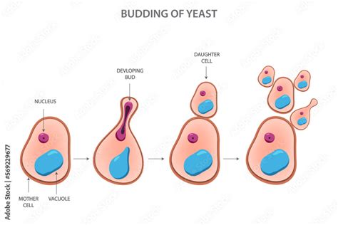 Budding Of Yeast Asexual Reproduction Of Yeast Cell Stock Vector