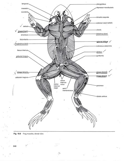 Within this group of back muscles you will find the latissimus dorsi, the trapezius, levator scapulae and the rhomboids. Frog Muscle Anatomy Muscular System Of The Frog Human ...