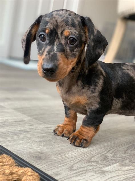 Page is dedicated to all dachshund lovers. Stunning Miniature Dachshund Puppy K.C Registered | Leicester, Leicestershire | Pets4Homes