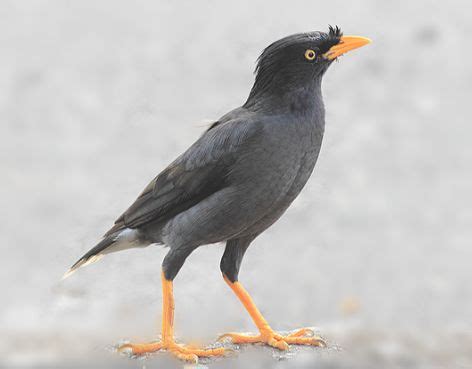 Jalak kebo adalah istilah untuk mengatakan burung jalak kerbau yang memiliki nama ilmiah acridoteres javanicus. Cara Merawat Burung Jalak Kebo Agar Cepat Gacor - Trik ...