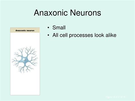 Ppt Chapter 12 Neural Tissue Powerpoint Presentation Free Download