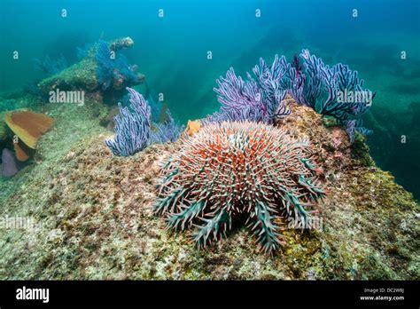 Crown Of Thorns Starfish On Coral Reef Acanthaster Planci Cabo Pulmo Marine National Park