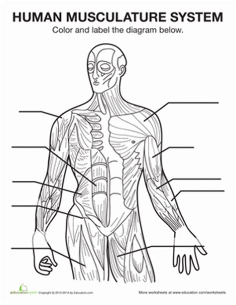 Choose from over a million free vectors, clipart graphics, vector art images, design templates, and illustrations created by artists worldwide! Muscle Anatomy | Worksheet | Education.com