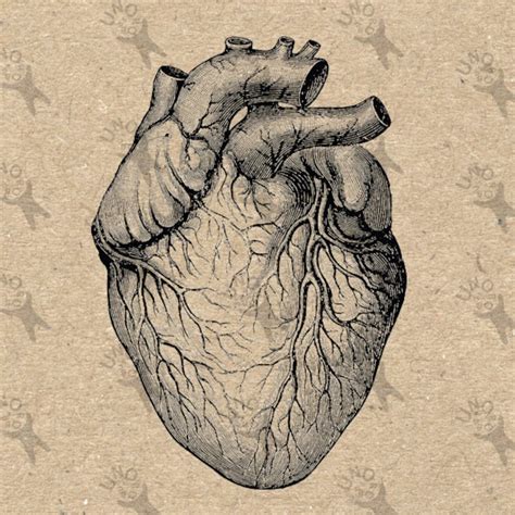 Vintage Anatomical Heart Clip Art Design Transfer Digital File Etsy