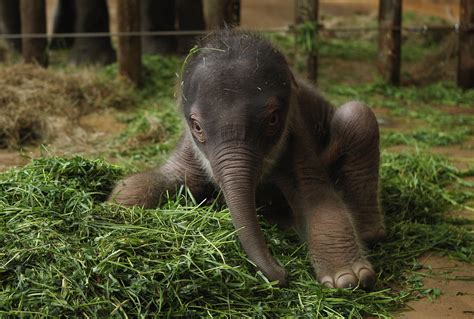 Two Day Old Elephant Debuts At Zoo