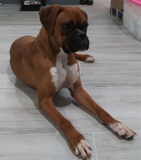 These playful boxer puppies are intelligent & friendly. Boxer Puppies For Sale | Orlando, FL #326621 | Petzlover