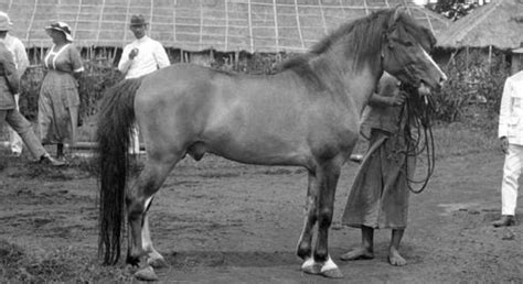 horses lovers batak pony bavarian warmblood beledougou belgian ardennes horse belgian draft