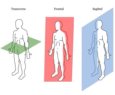 Image Result For Sagittal Frontal Transverse Planes Medical Anatomy