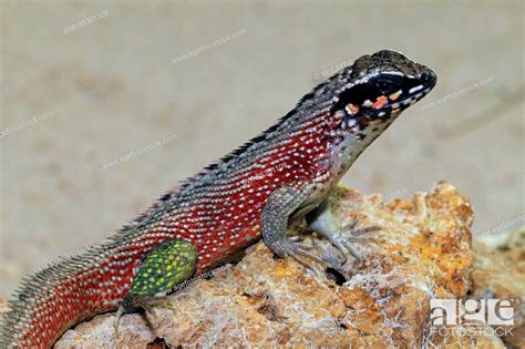 Haitian Curlytail Lizard Leiocephalus Personatus Sitting On A Rock