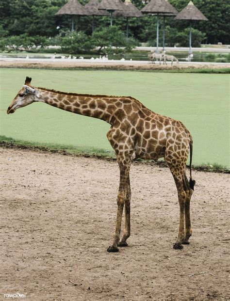 A Giraffe In An Outdoor Park Free Image By Outdoor