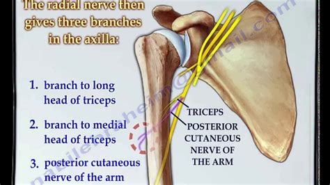 Anatomy Of The Radial Nerve Everything You Need To Kn Doovi