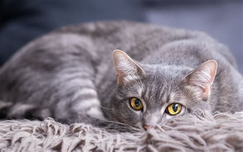 Do you name your cat after a distinguishing feature, like the color of their fur? Top 30 Best Grey Male Cat Names - PupsToday