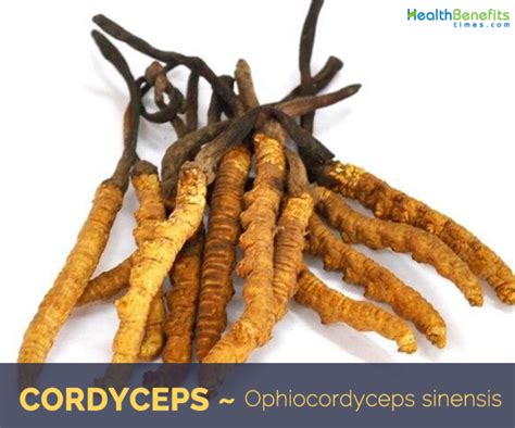 Cordyceps Facts And Health Benefits