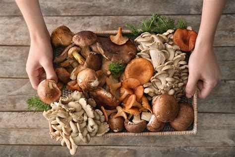 Mushroom Growing Tips Medicinal Mushrooms Info