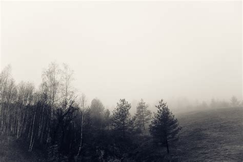Foggy Landscapes Of Mt Zlatibor Lab604 Satsuei 撮影 A