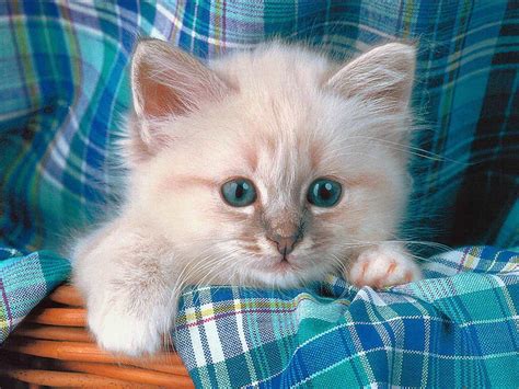 Cute Kitten Amo